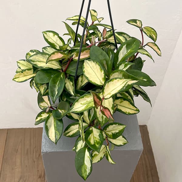 ホヤ：カルノーサ　トリカラー　5号吊り鉢