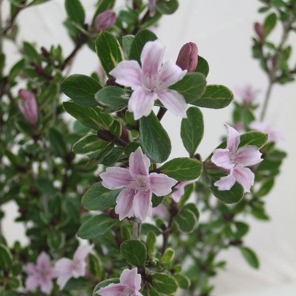 ハクチョウゲ（白丁花）：桃花（ピンクミスティック）3号ポット