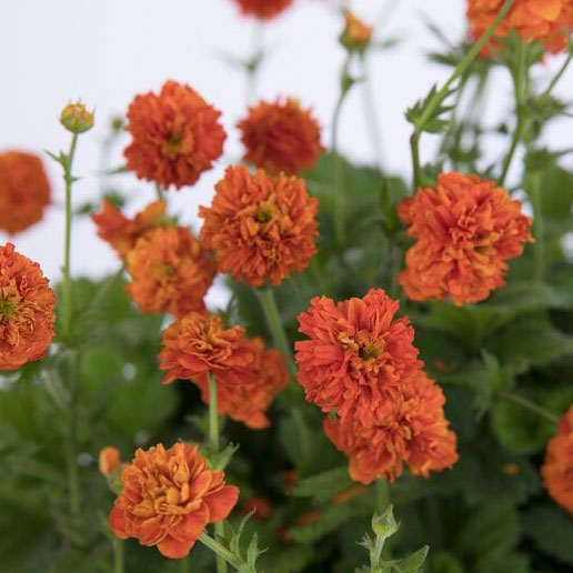 [25年12月上中旬予約]ゲウム（西洋ダイコンソウ）：オレンジパンプキン3.5号ポット