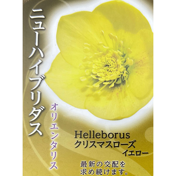 高正園さんのクリスマスローズ：シングル　イエロー4.5号ポット