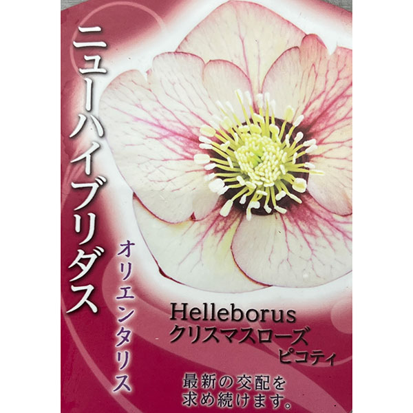 高正園さんのクリスマスローズ：シングル　ピコティ4.5号ポット