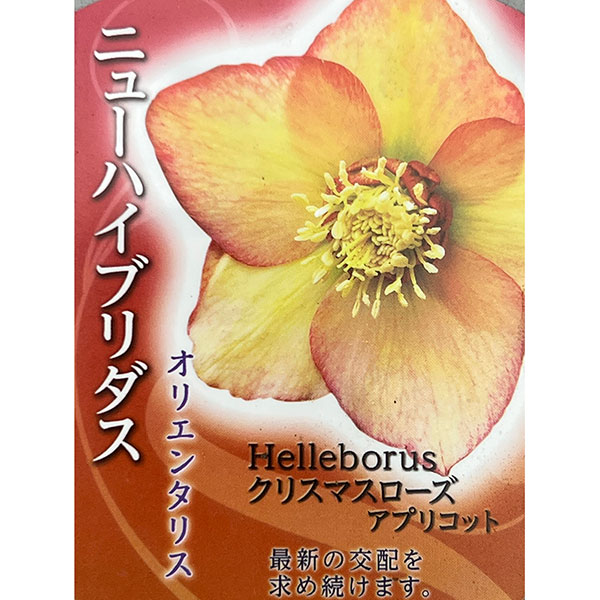 高正園さんのクリスマスローズ：シングル　アプリコット4.5号ポット