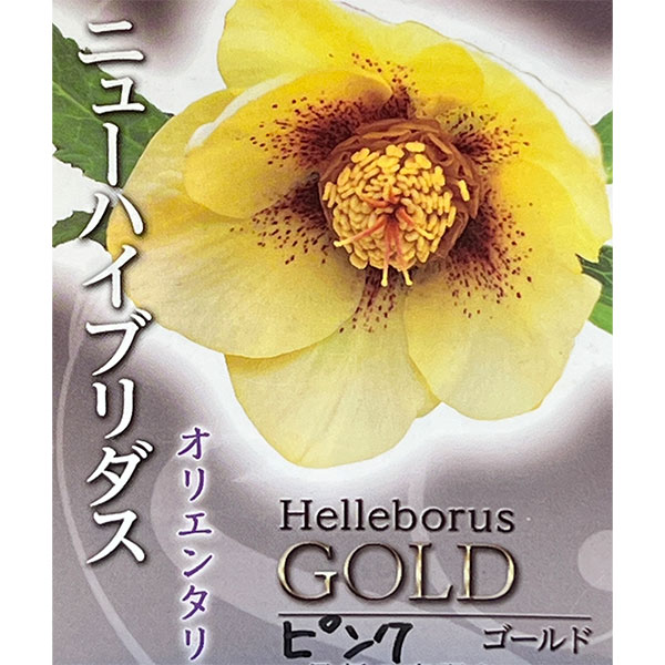 高正園さんのクリスマスローズ：シングル　ピンクゴールド4.5号ポット