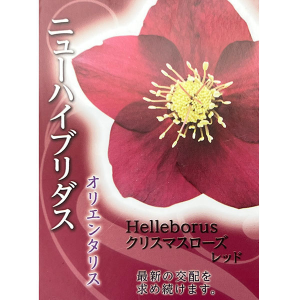 高正園さんのクリスマスローズ：シングル　レッド4.5号ポット