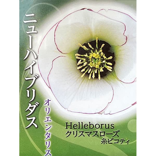 高正園さんのクリスマスローズ：シングル　糸ピコティ4.5号ポット