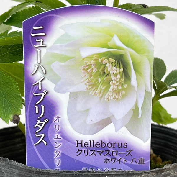 高正園さんのクリスマスローズ：ダブル　ホワイト4.5号ポット