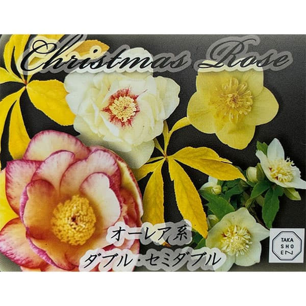 高正園さんのクリスマスローズ：ダブル・セミダブル　オーレア系4.5号ポット