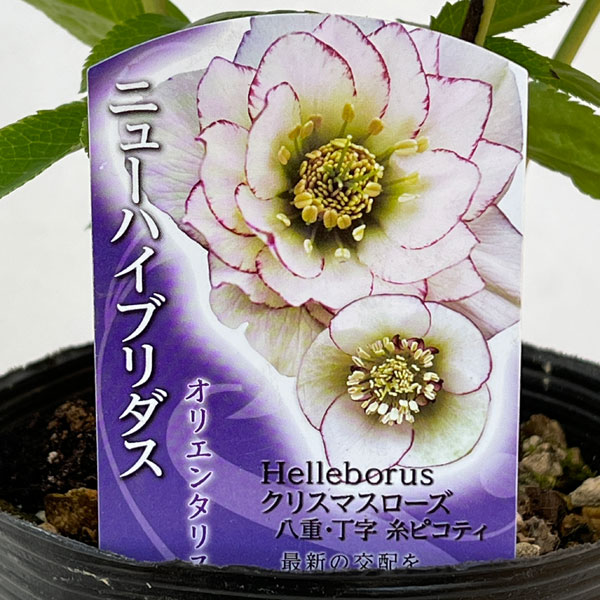 高正園さんのクリスマスローズ：ダブル・丁子　糸ピコティ4.5号ポット