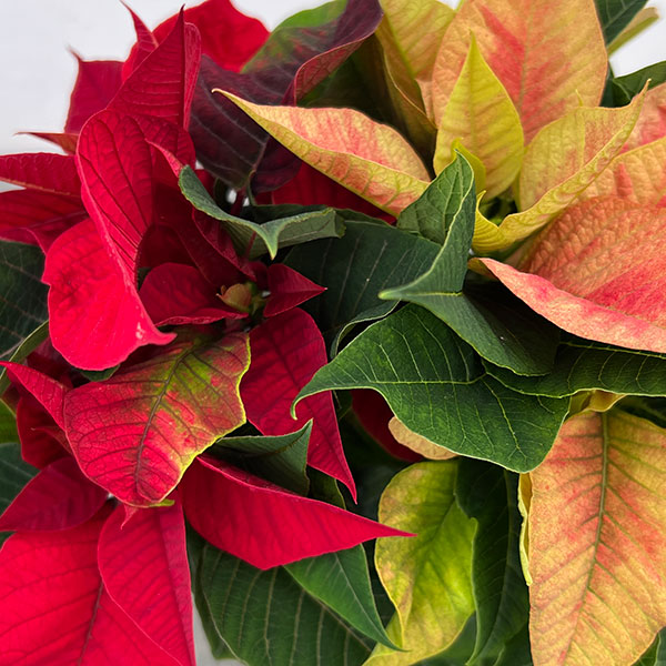 ポインセチア：2色植え（レッド系）3.5号ポット