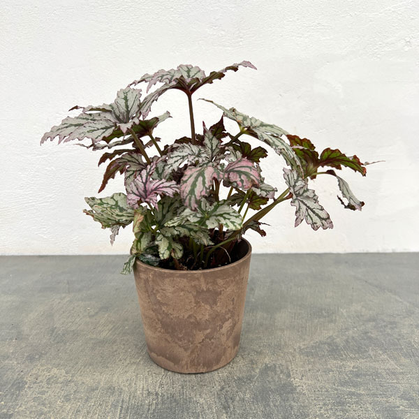 ベゴニア：ベニトチバ　4号鉢植え