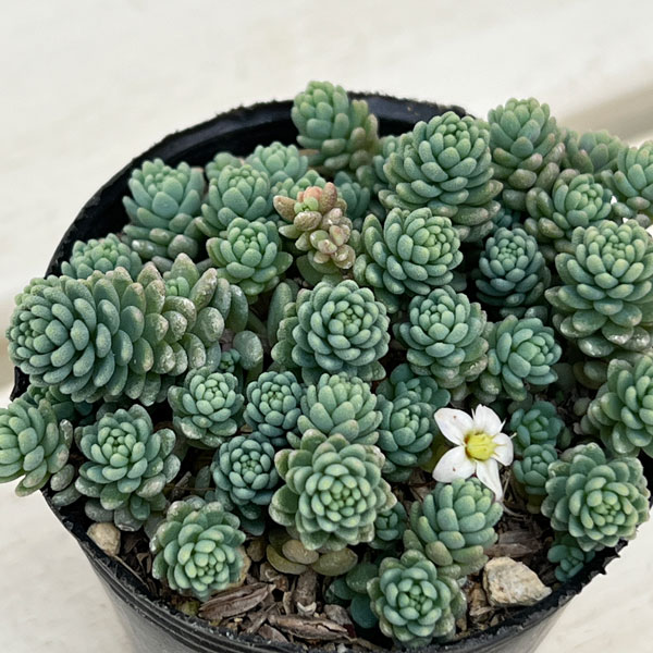 セダム：マジョール　2号ポット