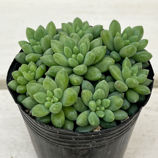 セダム：ピンクベリー　2号ポット