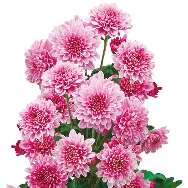 [26年4月下旬予約]プレミアム菊苗：夏ざくら2.5号ポット