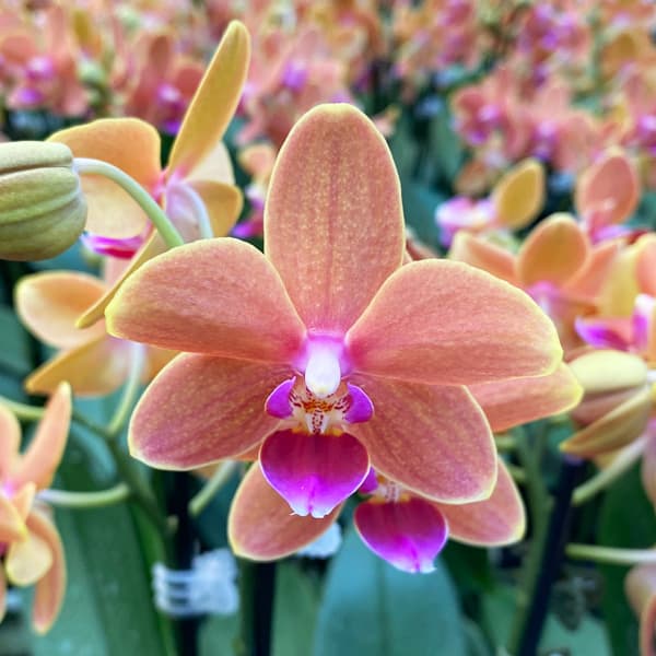 ミディコチョウラン：パプリカ1-2本立ち 2.5号陶器鉢植え