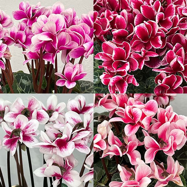 シクラメン：チモ ピコティ（花色いろいろ）12cmポット／タンブラーポット（底面給水鉢）付き【ハート】