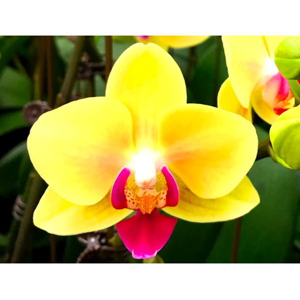 ミディコチョウラン：キロロ2本立ち4号陶器鉢植え