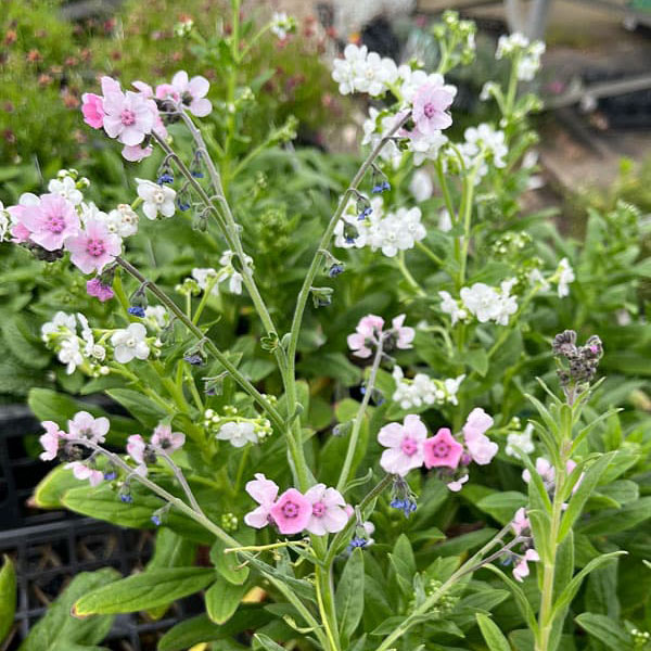 シノグロッサム：ミスティックピンク3号ポット