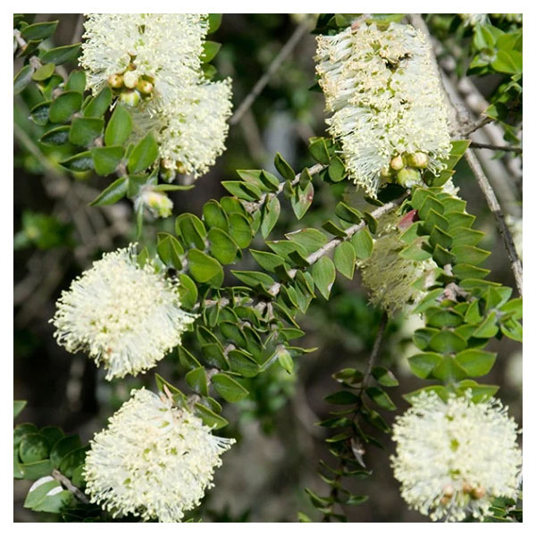 メラレウカ：センテッドペーパーバーク3号ポット