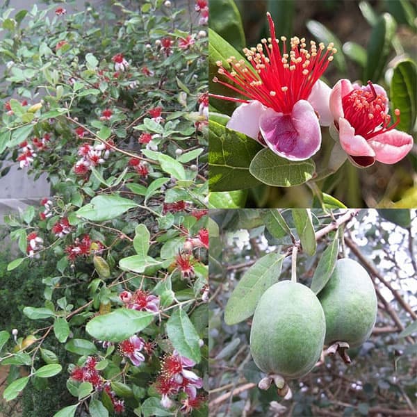 フェイジョア：実生苗3.5号ポット