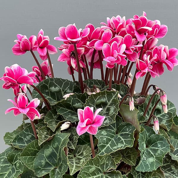 シクラメン：チモ ピコティ　ローズピンク4号鉢植え