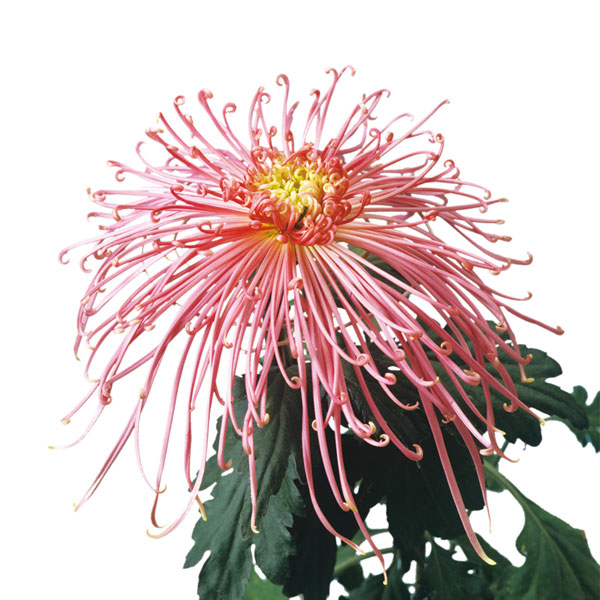 [26年4月上旬予約]大菊管物（くだもの）：天女花絵（桃系）2.5号ポット