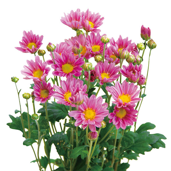 [26年4月下旬予約]手間なし菊苗：2度咲き小菊：桃系（踊子など）4号ポット