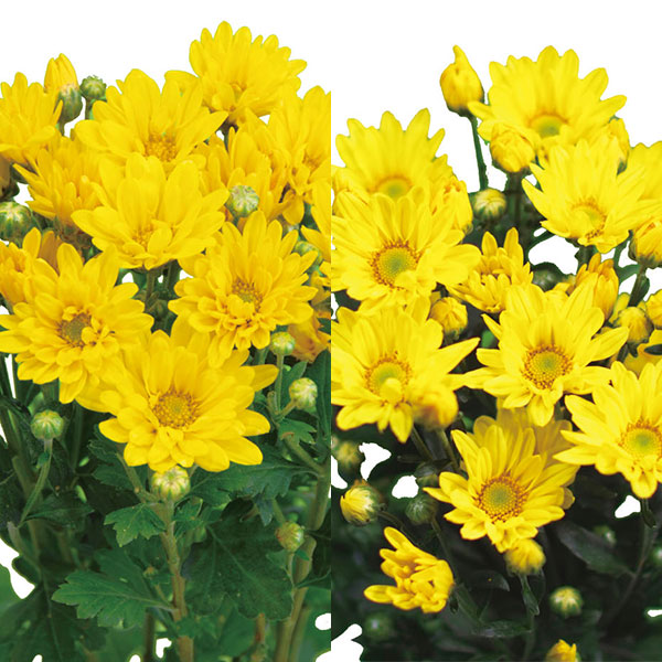 [26年4月下旬予約]手間なし菊苗：2度咲き小菊：黄系（こだま、美里など）4号ポット