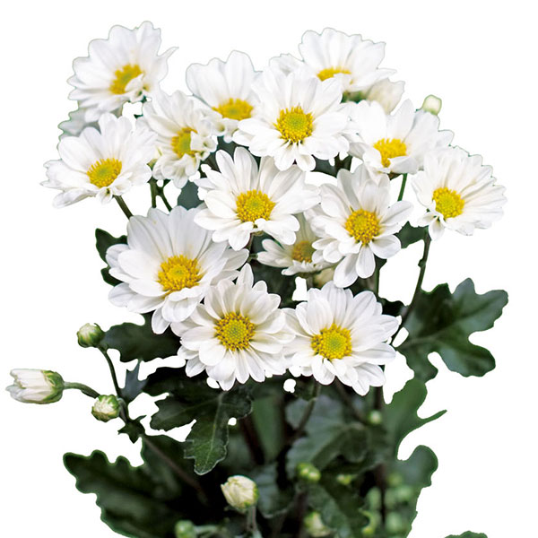 [26年4月下旬予約]手間なし菊苗：2度咲き小菊：白系（銀スター、清流など）4号ポット