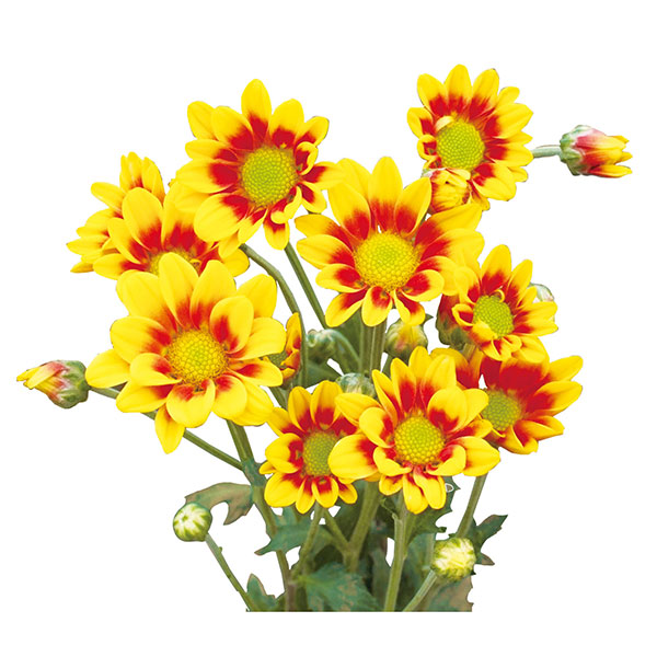 [26年4月下旬予約]手間なし菊苗：2度咲き変わり菊・フリッツ4号ポット