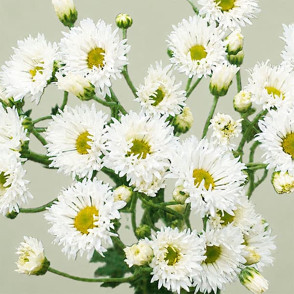 手間なし菊苗：8月咲き変わり菊：ジャンゴ4号ポット