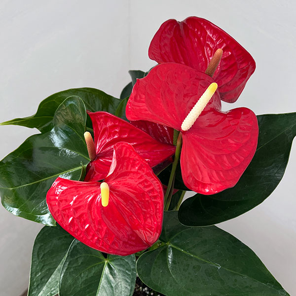 アンスリウム：ケリダ　6号イージーケアポット植え