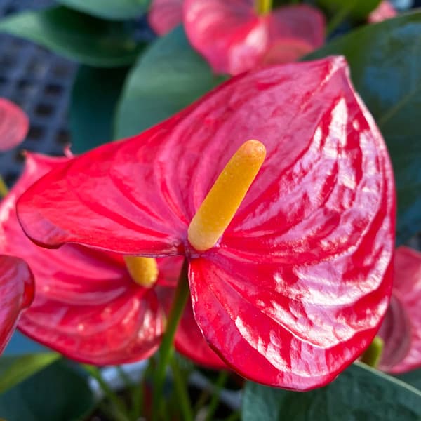 アンスリウム：アロハ　6号イージーケアポット植え