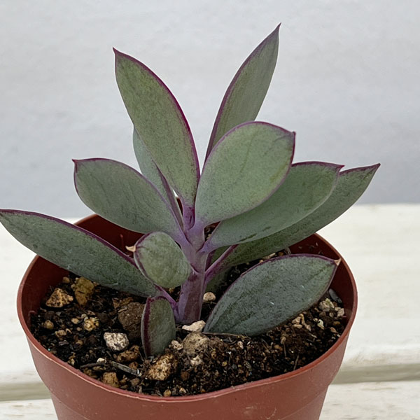 セネシオ：クラシハマタ　2.5号ポット