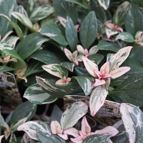 [送料無料]キンギョソウ（カラーリーフ金魚草）：シュガーラズベリー3号ポット 12株セット