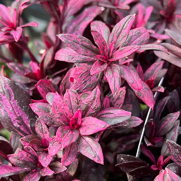 [送料無料]キンギョソウ（カラーリーフ金魚草）：ブランルージュ3号ポット 12株セット