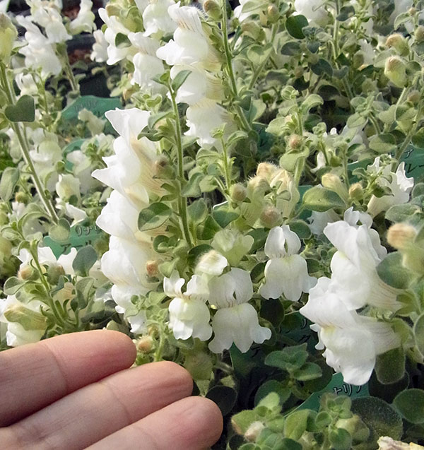 [送料無料]キンギョソウ（リナリア）：アールグレー2.5号ポット 12株セット