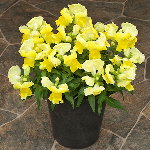 [送料無料]キンギョソウ（わい性・金魚草）：ポップアップ・イエロー3号ポット 12株セット