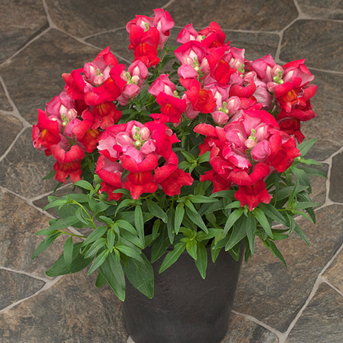 [送料無料]キンギョソウ（わい性・金魚草）：ポップアップ・スカーレット3号ポット 12株セット