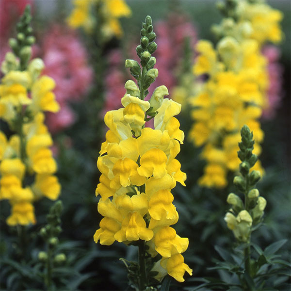 [送料無料]キンギョソウ（金魚草）：ソネット　イエロー3.5号ポット 12株セット