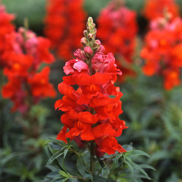 [送料無料]キンギョソウ（金魚草）：ソネット　オレンジスカーレット3.5号ポット 12株セット