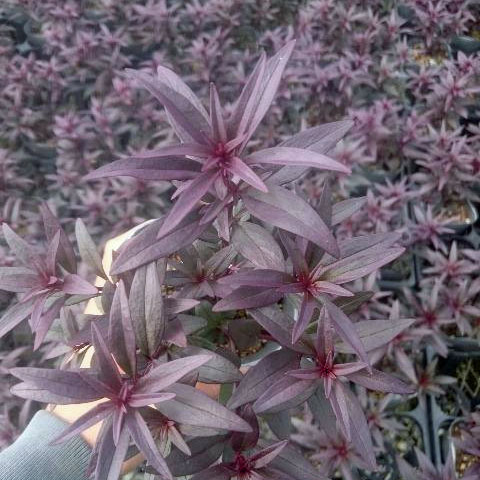 [送料無料]キンギョソウ（金魚草）：ブロンズドラゴン3号ポット 12株セット