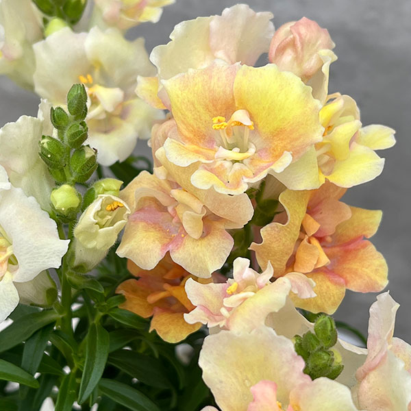 [送料無料]キンギョソウ（八重咲）：トゥイニーピーチ3-3.5号ポット 12株セット