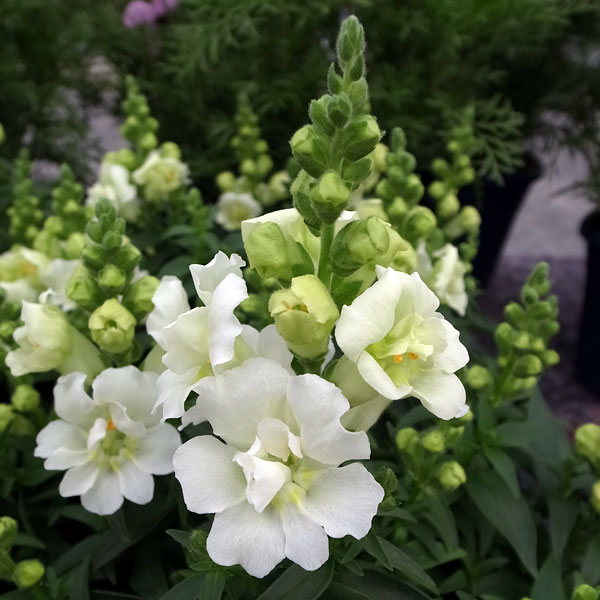 [送料無料]キンギョソウ（八重咲）：トゥイニーホワイト3-3.5号ポット 12株セット