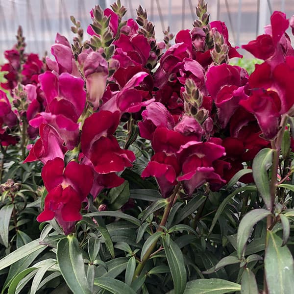 [送料無料]金魚草（キンギョソウ）：ブラックプリンス3.5号ポット 12株セット