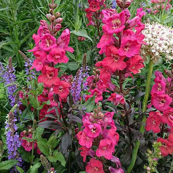 [送料無料]金魚草（キンギョソウ）：ミニチェリーコーラ3-3.5号ポット 12株セット