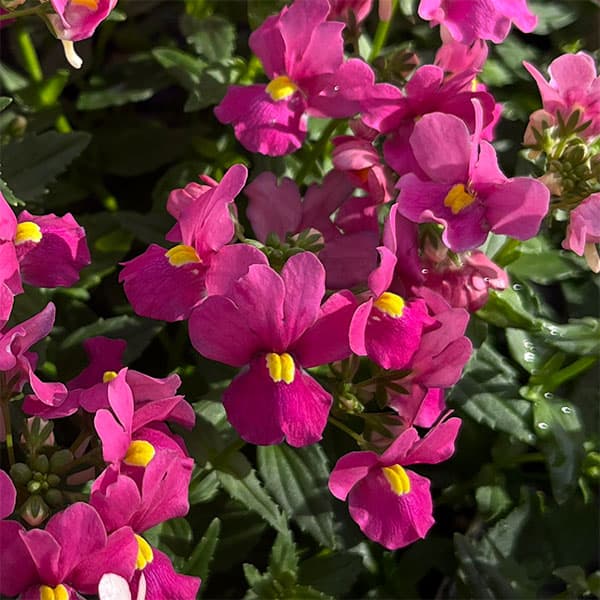 [送料無料]ネメシア：アレンジチェリーピンク3.5号ポット 12株セット