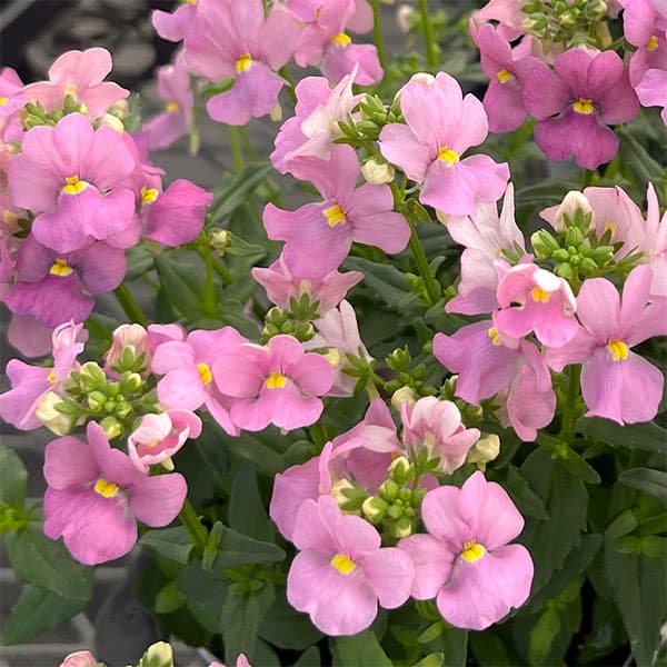 [送料無料]ネメシア：アレンジピンク3.5号ポット 12株セット