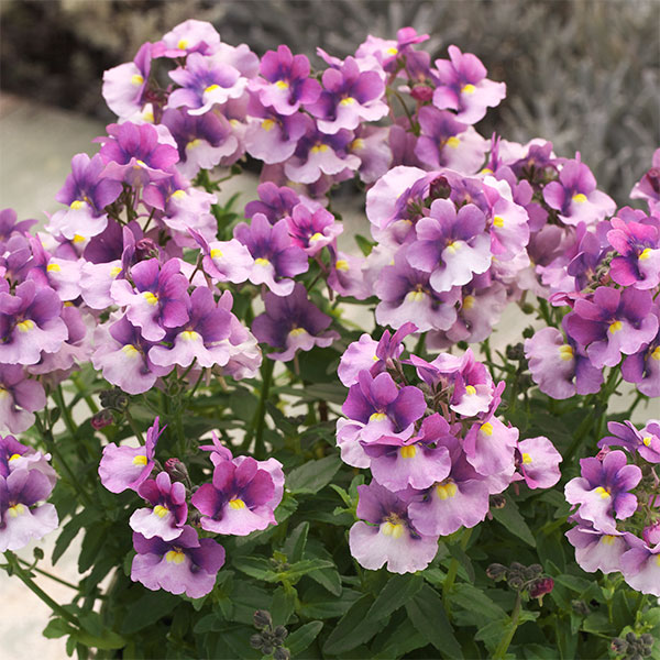 [送料無料]ネメシア：ニモ　ラズベリーバイカラー3-3.5号ポット 12株セット