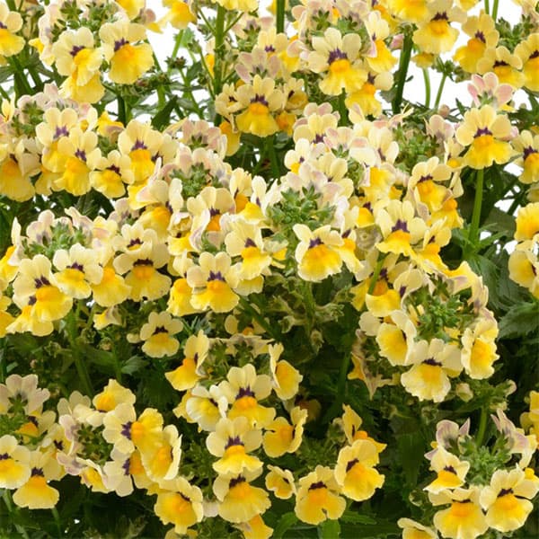 [送料無料]ネメシア：ネシア　サンシャイン3.5号ポット 12株セット