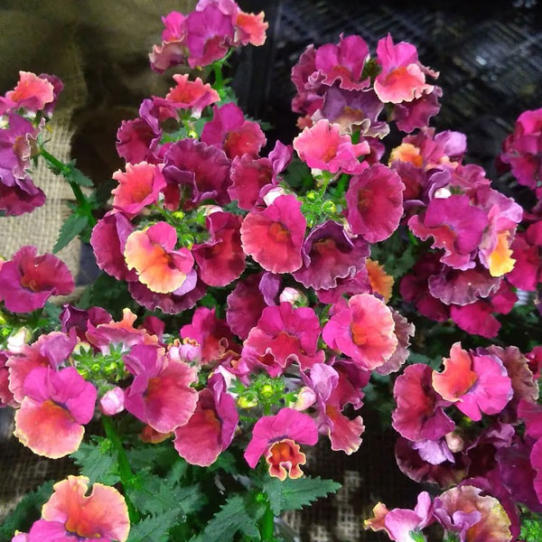 [送料無料]ネメシア：ネシア　トロピカル3.5号ポット 12株セット